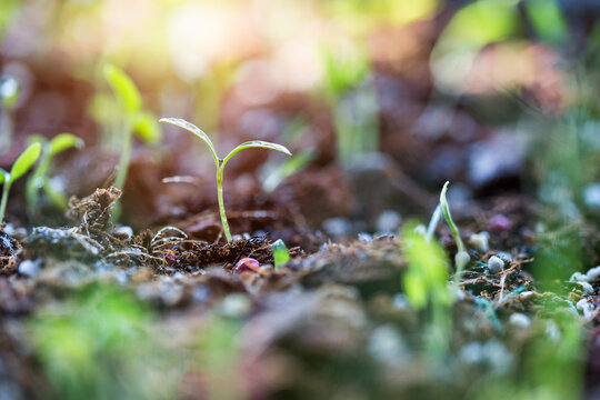 Tender young seedlings germinate from moist soil, bathed in warm sunlight, symbolizing new growth and vitality in nature.
