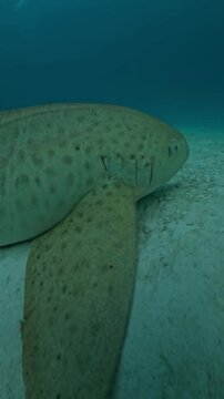 Leopard Shark Swimming in Crystal Clear Blue Ocean Water Underwater