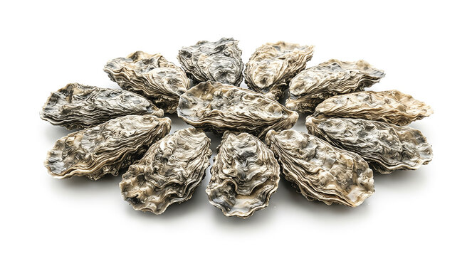 oysters 