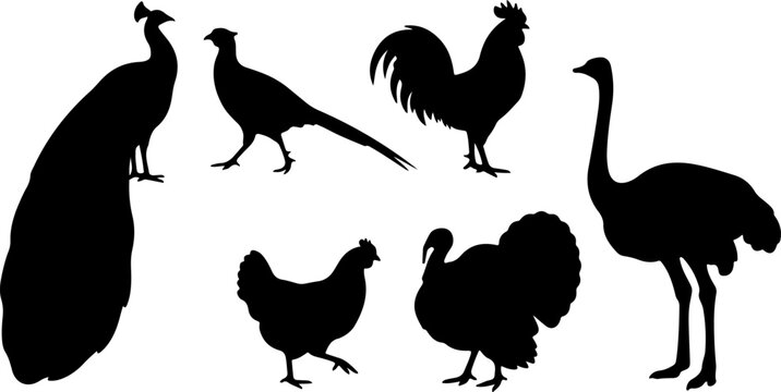 Set of bird silhouettes including peacock pheasant rooster and ostrich vector illustration