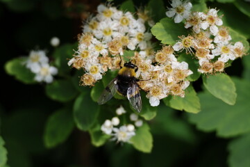Common Carder Bee feeding on Spirea flowers in a sunny garden, Bombus pascuorum © Olga