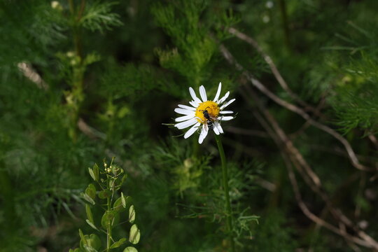 Wasp resting on a Wild Chamomile flower in a sunny meadow, Matricaria chamomilla