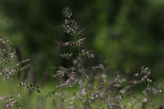 Fresh Meadow Grass growing on a green natural background, Poa pratensis