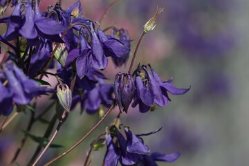 Elegant purple Columbine blossoms with intricate petals and long spurs, Aquilegia vulgaris © Olga