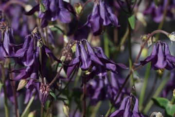 Purple Columbine flowers blooming gracefully in a summer garden, Aquilegia vulgaris © Olga