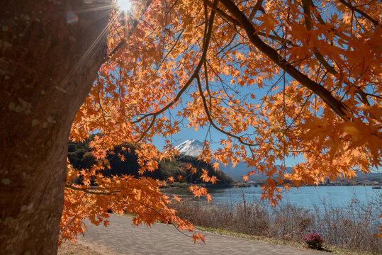 Breathtaking autumn kawaguchiko lake japan landscape showing vibrant foliage and serene mountain peak brings peaceful feeling to viewer