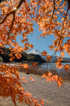 Peaceful autumn scenery at lake Kawaguchiko in Japan creates calm atmosphere with vibrant foliage framing distant snow covered mountain
