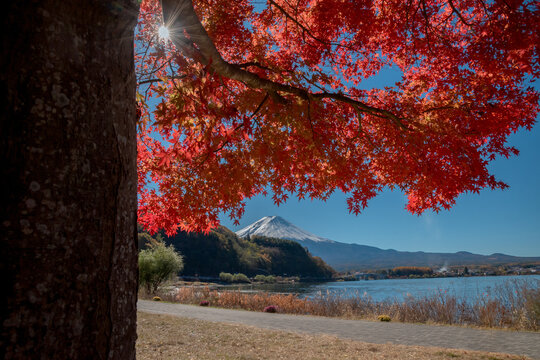 Stunning autumn scenery at kawaguchiko lake in japan provides peaceful atmosphere with vibrant red maple leaves and majestic mountain view