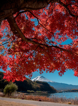 Serene autumn landscape view at kawaguchiko lake in japan showing vibrant red maple foliage and mountain scenery evoking peaceful feeling