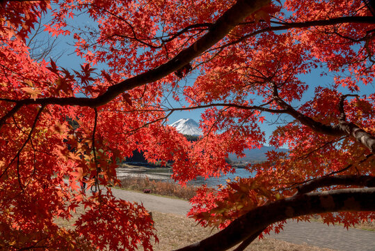 Vibrant autumn scenery at lake Kawaguchiko in Japan creates peaceful and nostalgic atmosphere with colorful red maple leaf foliage