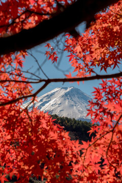 Peaceful autumn scene framing mountain peak at lake kawaguchiko in japan with vibrant red maple leaf foliage creating calm nature mood