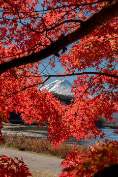 Breathtaking autumn kawaguchiko lake landscape in japan brings peaceful feeling with vibrant red maple leaves framing majestic mountain peak