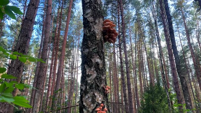 Mushrooms on a tree in the forest. Honey fungus growing on an old tree in the forest. Mushrooms are seen growing on the side of a tree trunk in a dense forest. 