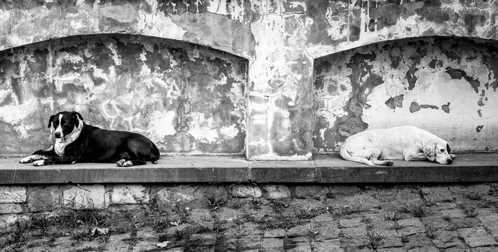 dogs dozing in front of a wall, Mtskheta, Georgia