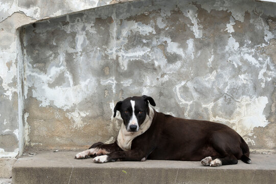 dogs dozing in front of a wall, Mtskheta, Georgia