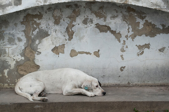dogs dozing in front of a wall, Mtskheta, Georgia