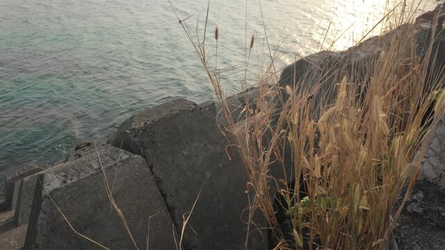 Scenic coastal view of calm sea waves reflecting golden sunlight behind concrete breakwater blocks and dry wild grass swaying in the breeze during sunset or sunrise at the harbor.
