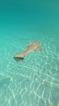 Leopard Shark Swimming in Crystal Clear Blue Ocean Water Underwater