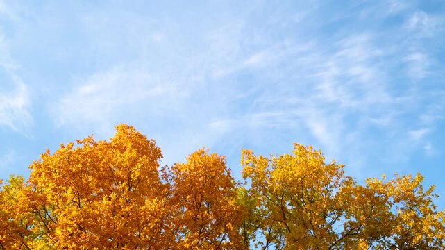 The dense canopy of trees with bright yellow foliage against the backdrop of a blue sky with cirrus clouds.