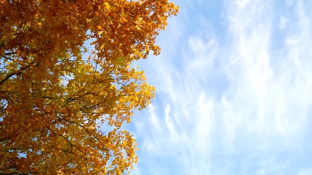 The dense canopy of trees with bright yellow foliage is located on one side, and the blue sky with cirrus clouds is on the other side.
