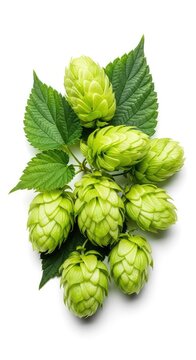 Closeup view of organic green hop cones and textured leaves isolated on a white background, representing fresh ingredients for beer brewing, brewery, bloom, craft
