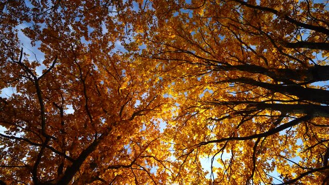 A view from below of an autumn forest: the dense golden foliage and dark branches create a striking contrast with the blue sky.