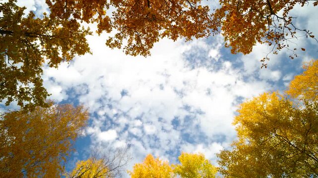 A view from below of a frame made of golden foliage that surrounds a bright blue, cloudy sky.