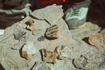 Collection of small rock fragments featuring preserved plant leaf fossils placed on a larger shale slab during a geological field investigation outdoors. © Contentino