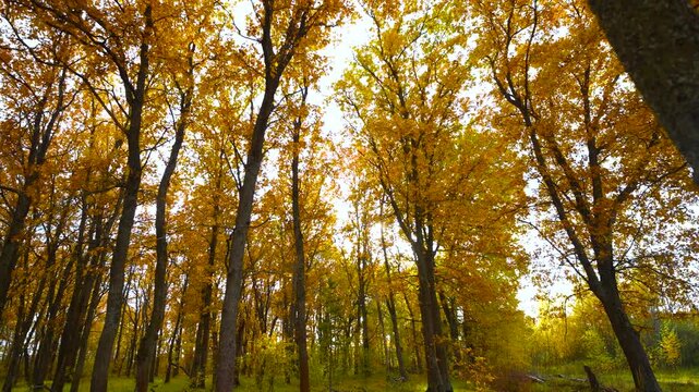 A view from below of slender trees in a forest with bright yellow foliage, through which sunlight filters.