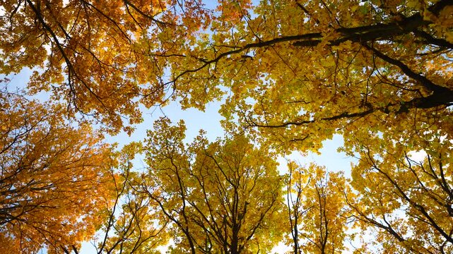 A view from below of an autumn forest: the clear blue sky peeks through the dense golden canopy of the trees, and the dark branches create a striking, lacy pattern.