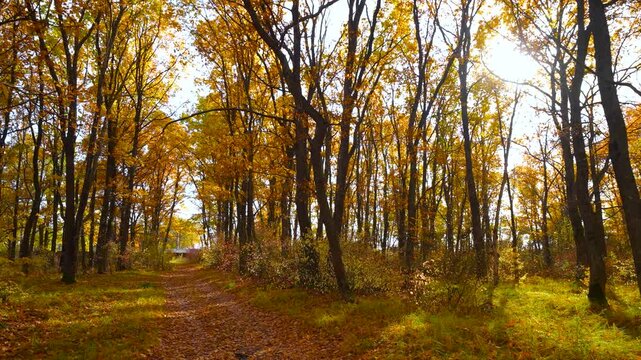 The path, strewn with a golden carpet of fallen leaves, leads to a fairy‑tale autumn forest.