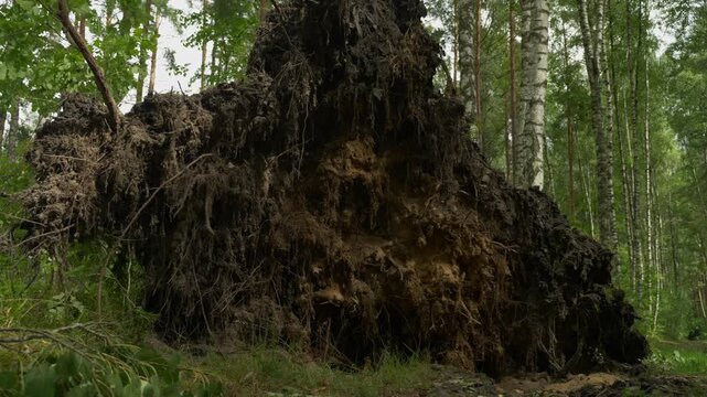 Massive tree roots and dirt exposed after windstorm