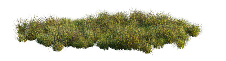 Obraz premium carex obnupta grass clump (slough sedge, pacific sedge) isolated PNG on a transparent background premium nature cutout
