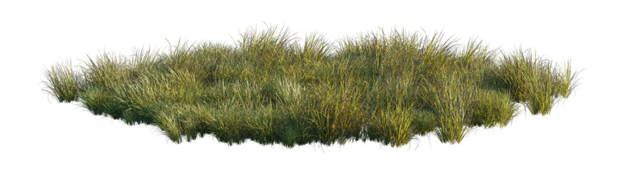 carex obnupta grass clump (slough sedge, pacific sedge) isolated PNG on a transparent background premium nature cutout