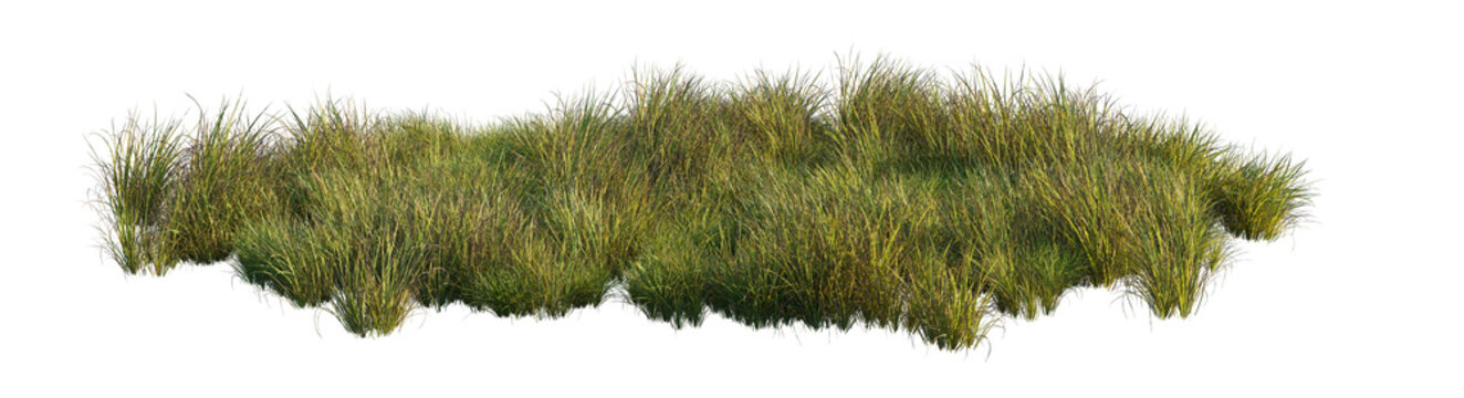 carex obnupta grass clump (slough sedge, pacific sedge) isolated PNG on a transparent background premium nature cutout