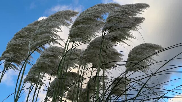 Windblown silver pampas grass against a vivid blue sky and bright clouds, forming a fresh contrasting natural background.