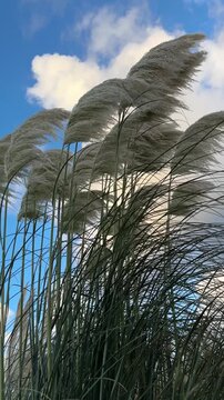 Silver pampas grass sways in strong wind under a vivid blue sky with bright clouds, creating a cool and fresh natural atmosphere.