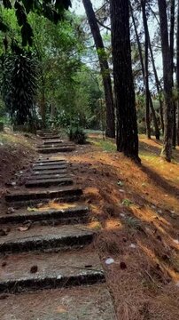 POV Walking Along Stone Path in Pine Forest First-person perspective walking along a stone pathway surrounded by tall pine trees in a park, ideal for nature travel and wellness concepts.