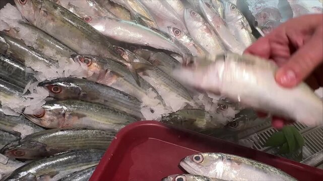 Footage of customer&rsquo;s hand lifts and inspects a fresh whole mackerel displayed on crushed ice at a refrigerated supermarket seafood counter.