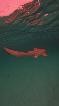 Leopard Shark Swimming in Crystal Clear Blue Ocean Water Underwater