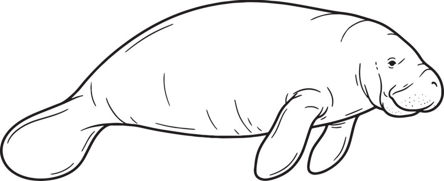 Gentle line art manatee floating on pure white background