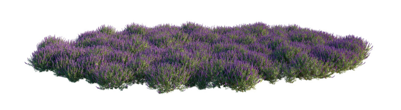 salvia leucantha clump (mexican bush sage, velvet sage) isolated png on a transparent background premium nature cutout