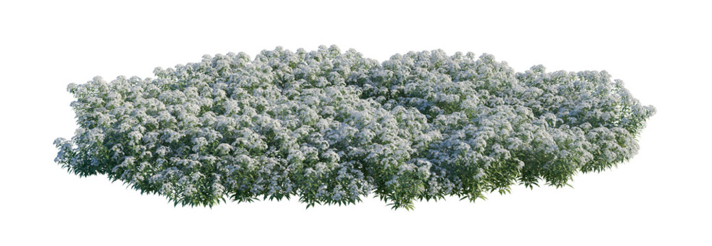 spiraea japonica clump (japanese spirea, japanese meadowsweet) isolated PNG on a transparent background premium nature cutout