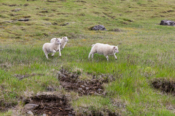 Three white lambs cross a green pasture in South Iceland, with one ahead of a close pair. Thick wool, scattered rocks and exposed soil stand out against the uneven grass beneath the animals. © Artem