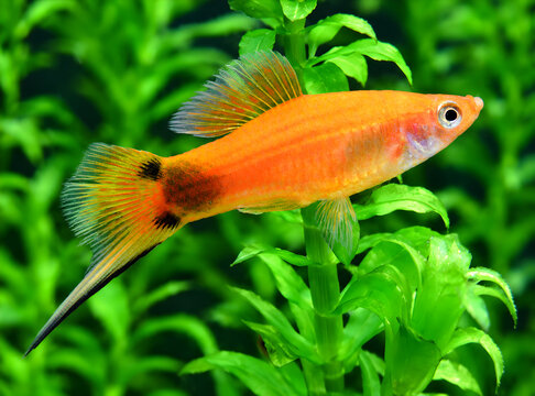 Red swordtail fish in aquarium