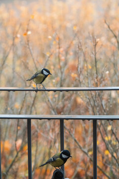 Two great tits (Parus major) perch on a metal rail