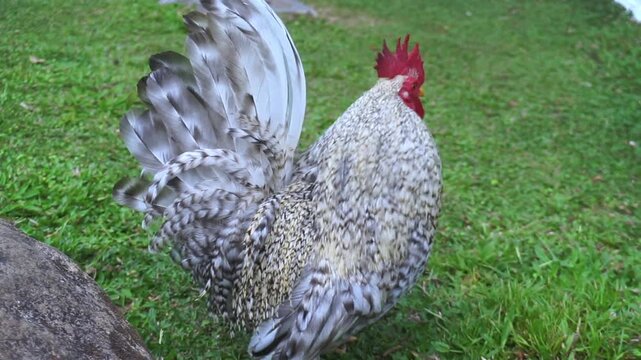 rooster in the farm
