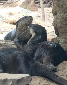 Gorgeous otters cuddling ech other. 