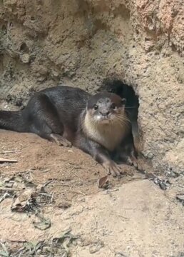 Innocent otter ,looking marvellous 
