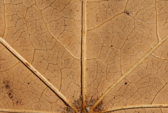 Tan Dry Leaf Radiating Veins Macro